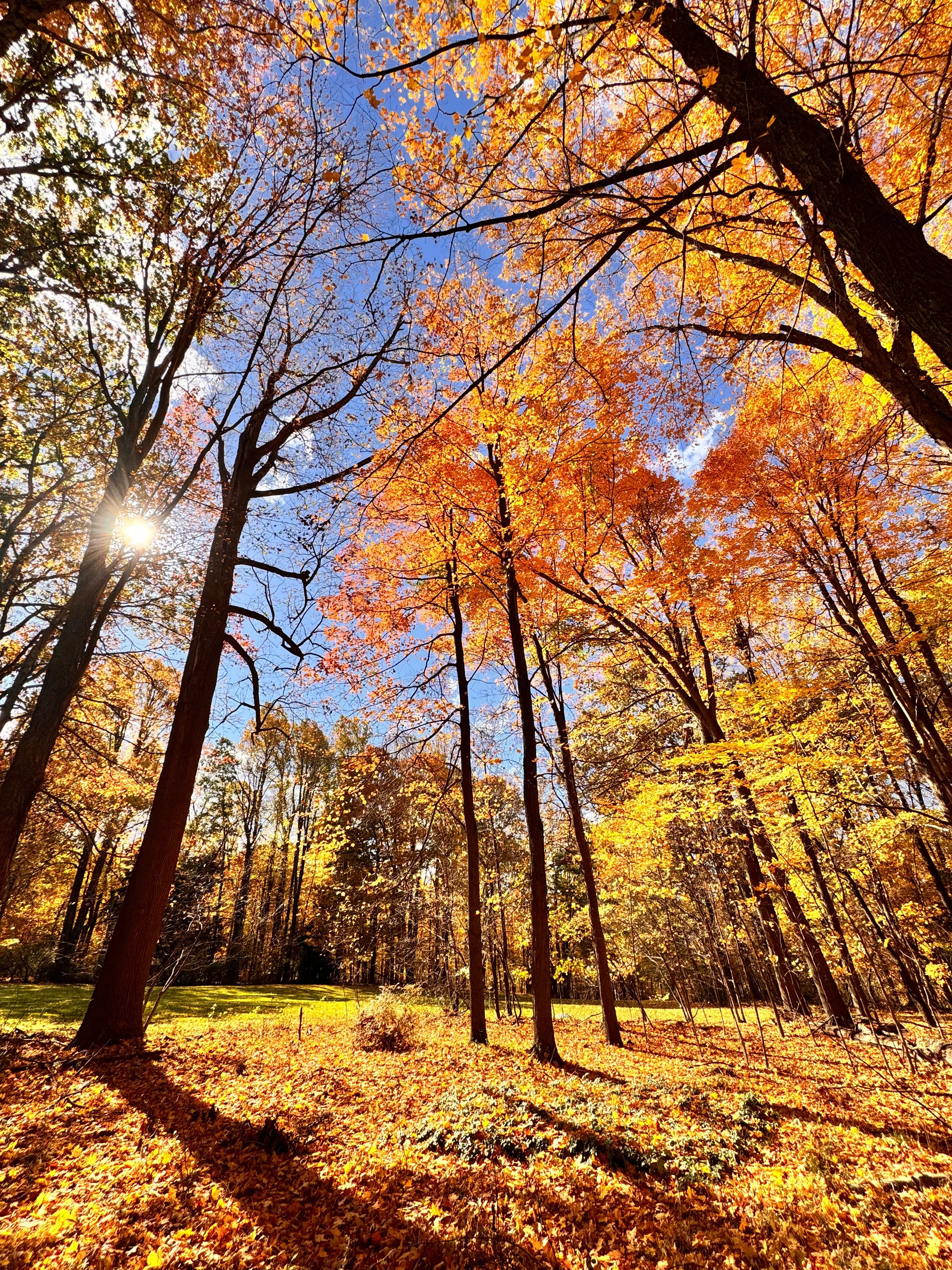 The Autumnals