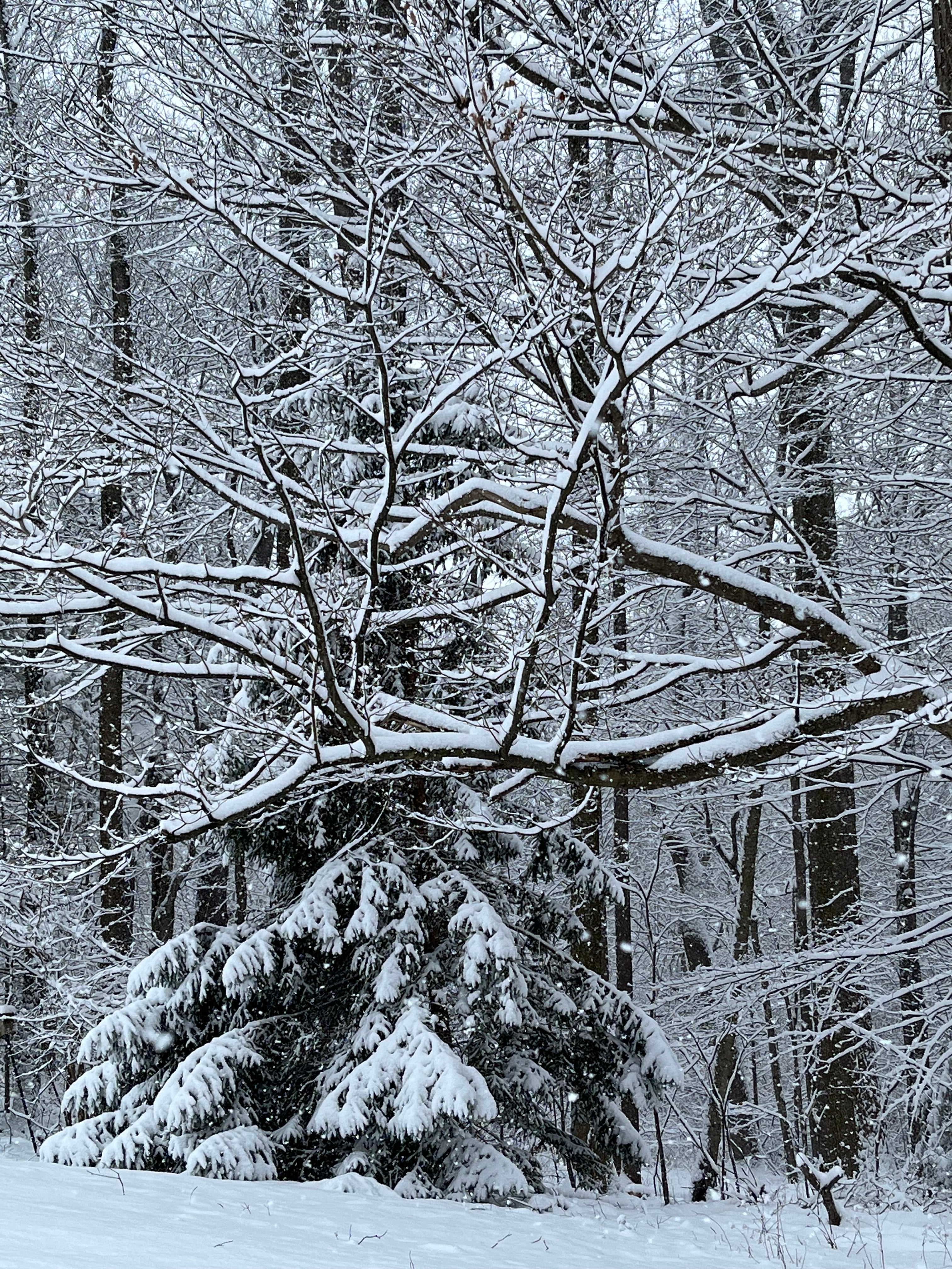 Midwinter Tales